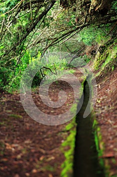 Levada foot path Madeira