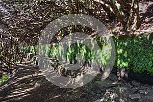 Levada Landscape of Portuguese Island