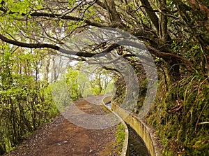 Levada on Madeira photo