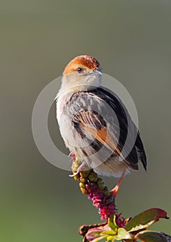 Levaillant's Cisticola