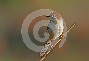 Levaillant's Cisticola