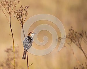 South African birds - Levaillant\'s cisticola photo
