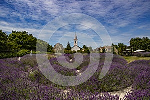 LEVANDER BLOSSOMING VILLAGE LANDSCAPE. ROMAN CHURCH RUINS. HUNGARY DÃ–RGICSE