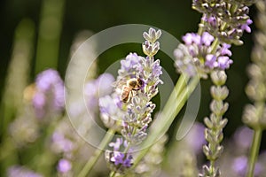 Levander flower with bee.