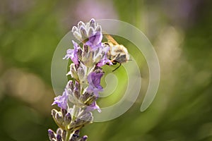 Levander flower with bee.