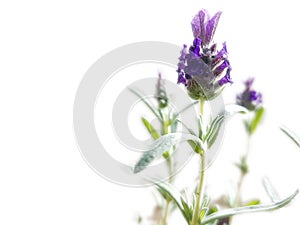 Levander flower isolaed for background