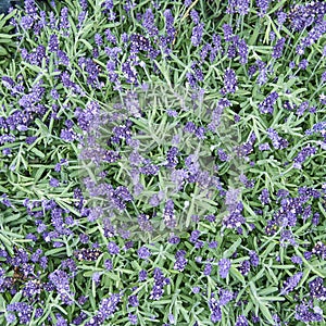 Levander flowers closeup