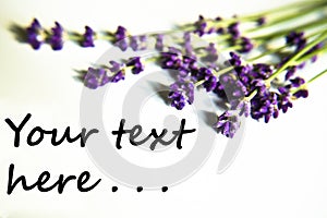 Levandula lavander on white background