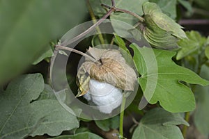 Levant cotton