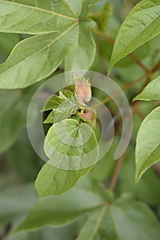 Levant cotton