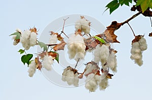 Levant Cotton Gossypium herbaceum