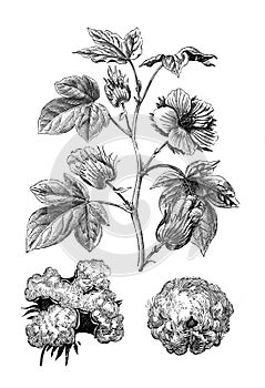 Levant cotton Gossypium herbaceum / vintage illustration from Brockhaus Konversations-Lexikon 1908