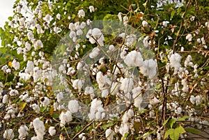 Levant Cotton in Guatemlaa. Gossypiumherbaceum.