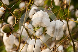 Levant Cotton in Guatemlaa. Gossypiumherbaceum.