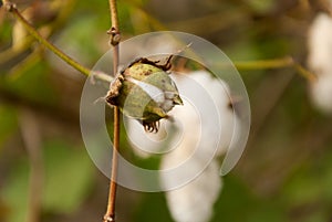 Levant Cotton in Guatemlaa. Gossypiumherbaceum. photo