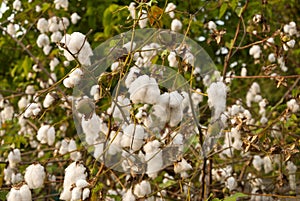 Levant Cotton in Guatemlaa. Gossypiumherbaceum. photo