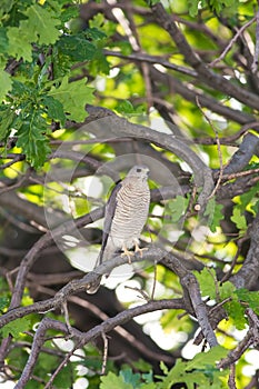 Levant Sparrowhawk photo