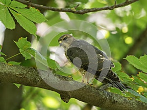 Levant sparrowhawk Accipiter brevipes