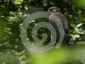 Levant sparrowhawk Accipiter brevipes