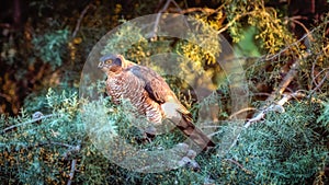 Levant Sparrowhawk