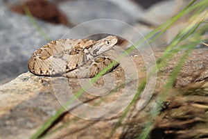 Levant viper photo