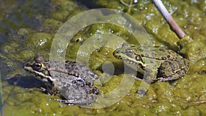 Levant Water Frog, Greece