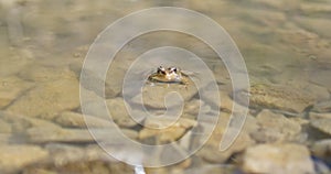 Levant water frog looks out of the water, Pelophylax bedriagae