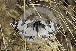 A Levantine Marbled White Butterfly