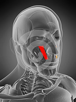 Levator labii superioris