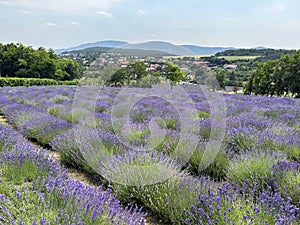 Levender field near Sopron city in Hungary