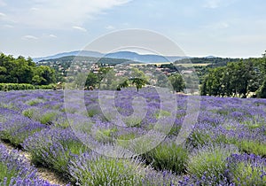 Levender field near Sopron city in Hungary