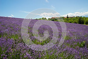 Levender fields in Sale San Giovanni, Cuneo province, Piedmont, Italy