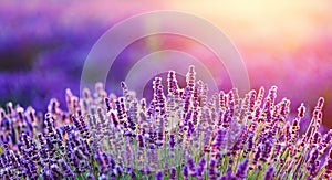 Levender flowers on the field at sunset