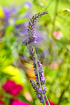 Levender, lavendula closeup photo