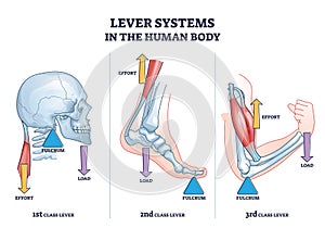 Lever systems in human body for neck, leg and arm movement outline diagram