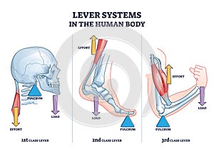 Lever systems in human body for neck, leg and arm movement outline diagram photo