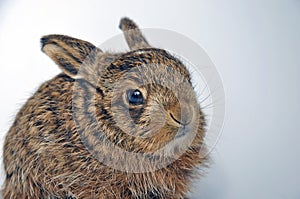 Leveret