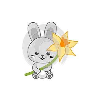 Leveret is holding big yellow narcissus. Bunny and spring flower. Cartoon, vector