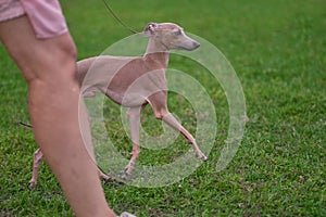 Leverette dog runs along the green grass close-up