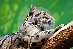 Levhart / Neofelis nebulosa / Clouded leopard