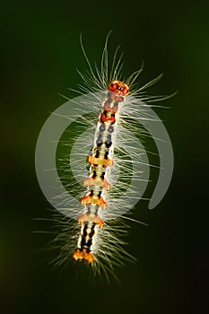 Levitate caterpillar with bristles. caterpillar from Sri Lanka, Asia. caterpillar in the nature green habitat. Wildlife scene from