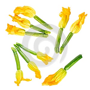 Levitation courgette flowers isolated on white background