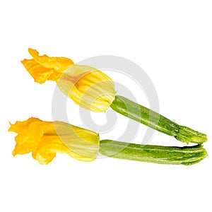 Levitation courgette flowers isolated on white background