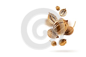 Levitation Organic dried coriander seeds float on a white background. Floating in the air food modern Creative concept. Spicy and