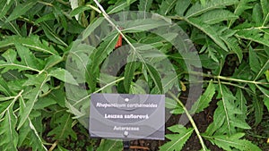 Levzeya saflorovidny or maral root (Rhaponticum carthamoides)