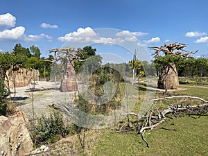 Lewa Savanna landscape - Landschaft von der Lewa Savanne or La savana Lewa - The Zoo ZÃÂ¼rich Zuerich or Zurich, Switzerland photo