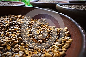 Lewak or Luwak coffee beans drying in the sun