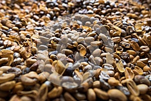 Lewak or Luwak coffee beans drying in the sun