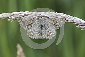 Lewes moth Scopula immorata