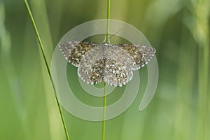 Lewes moth Scopula immorata